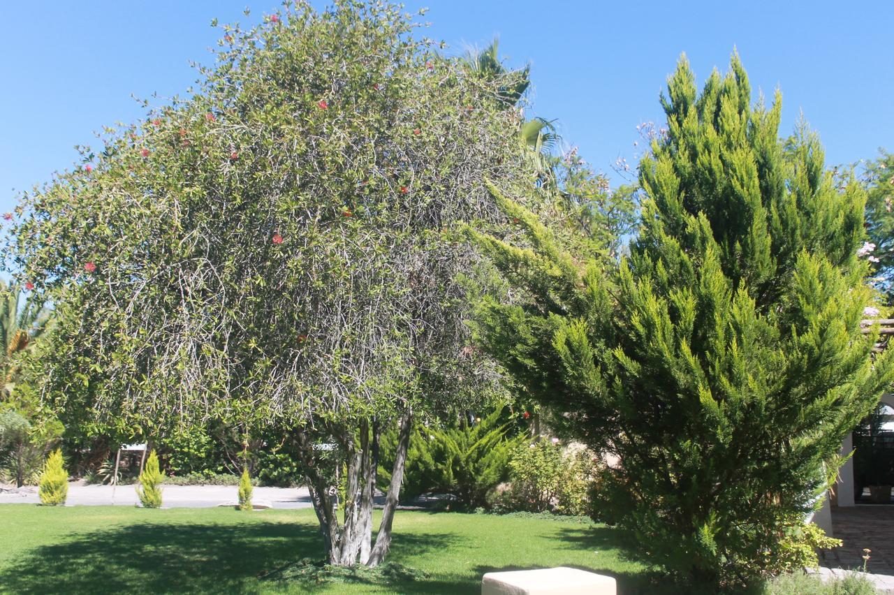 Garden Corner Guesthouse Beaufort West Dış mekan fotoğraf